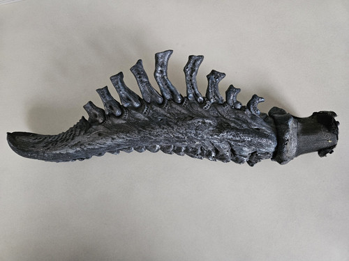 Alien predator 2004 - alien,