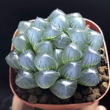 5CM Succulent Plant Haworthia