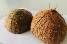 4 Raw Natural Coconut Shell