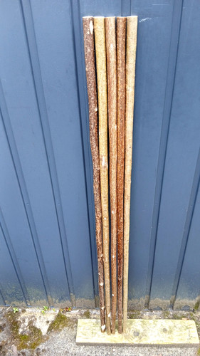 Hazel walking stick shanks - walking,