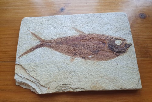 Fossilised fish slab 12x18cm - slab,