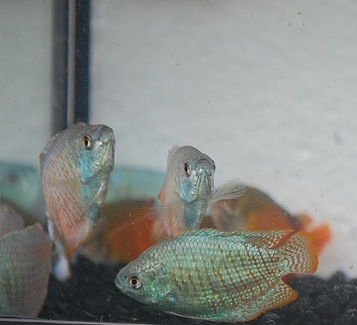 Neon blue dwarf gourami - neon, –