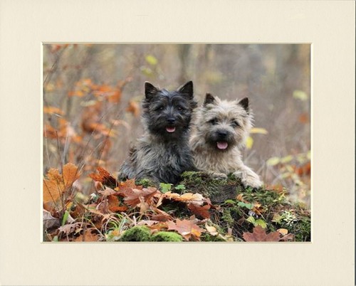 Cairn terrier dog art - dog, print