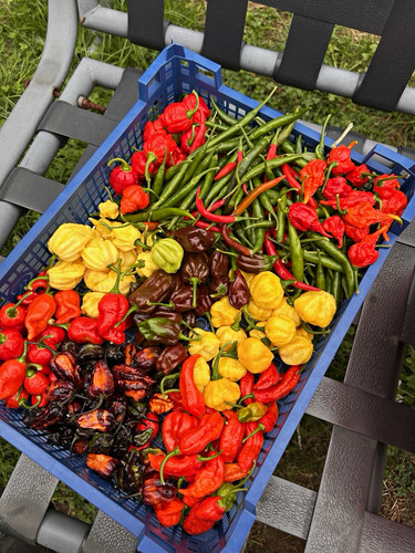 10x fresh mixed superhot - mixed,
