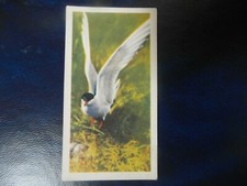  Brooke Bond "British Birds" 1954 original tea-card No.6, "The tern".  