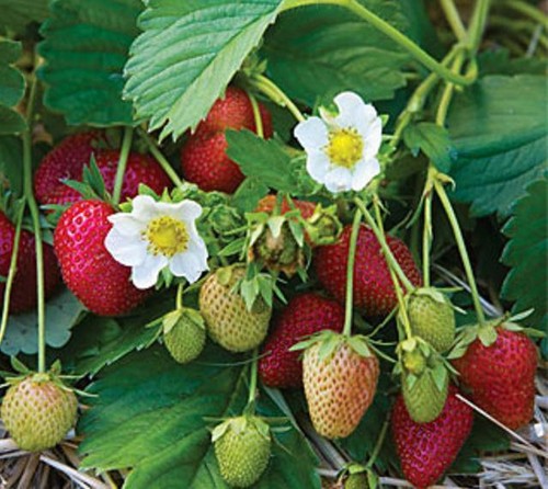 Strawberry plug plants elan - plug, 'elan