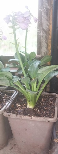 Hosta blue mouse ears - hosta,