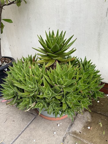 Aloe nobilis pups golden - aloe,
