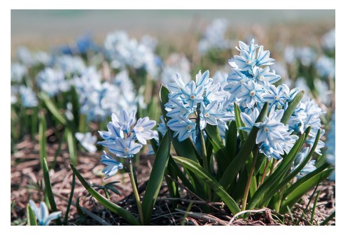 Puschkinia libanotica bulbs - libanotica,