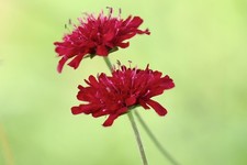 3 x KNAUTIA macedonica Red