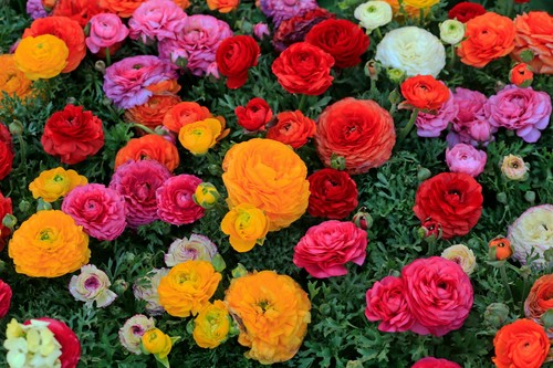 Ranunculus mix bulbs - 20,