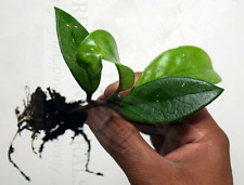 Hoya carnosa (Wax plant) Indoor Plant - Rooted Stem Cutting x 1