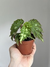 Begonia Mantuk - Rare Plant