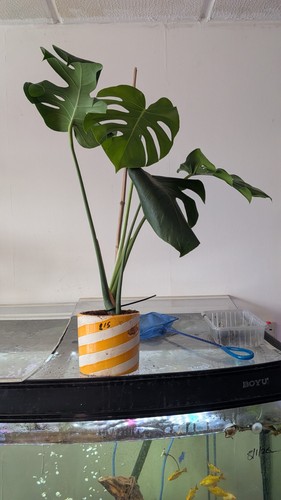 Monstera deliciosa swiss - deliciosa,