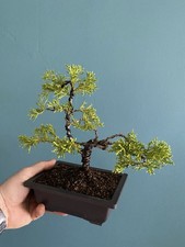 Juniper Starter Bonsai