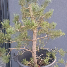 Scots Pine Bonsai Tree