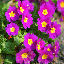 Primrose Purple | Garden Ready Primula Plants for Pots Containers (6 Pack)