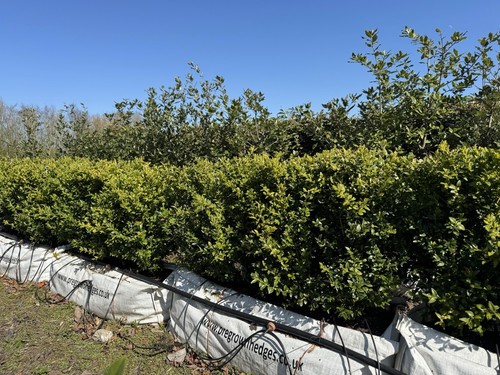 Large buxus box hedging - box, pre