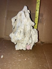 LR2 Unique Piece Multi Tonga