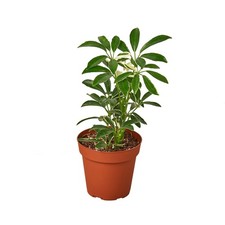 Schefflera Moonlight Umbrella