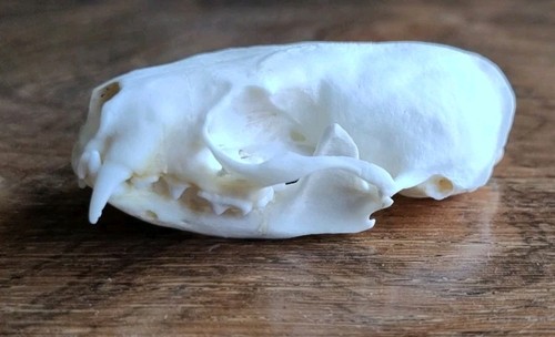 Real mink animal skull - animal,