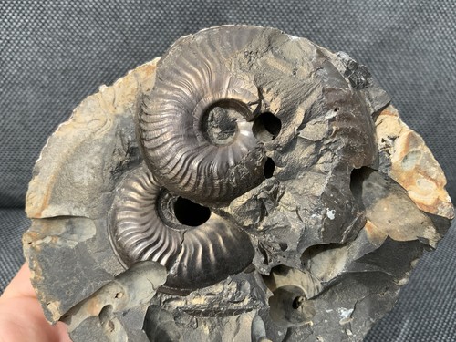 Double eleganticeras - eleganticeras, sp