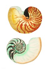 Vintage Nautilus Shells Art