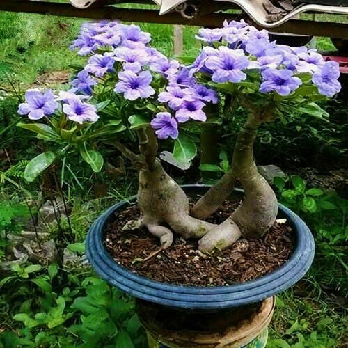 5pcs rare purple desert - purple, rose