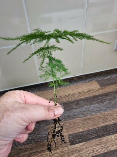Asparagus fern plant - fern,