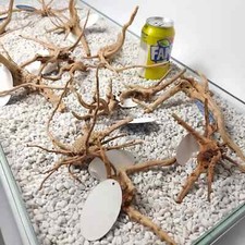 Fish tank Red moor root bogwood dragon moss java fern 2x  SMALL NANO ROOTS