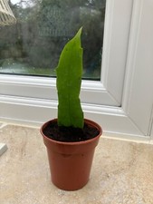 QUEEN OF THE NIGHT -