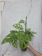 Monstera Monkey Leaf Swiss