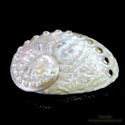 Pearlised abalone shell - pearlised,