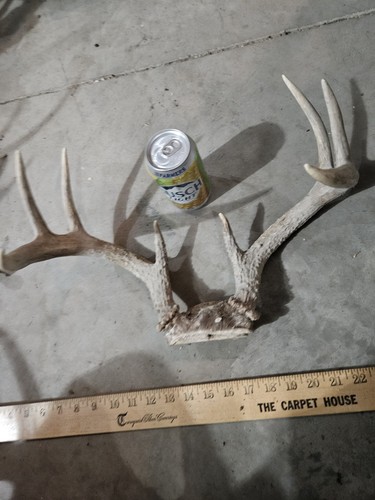 Wild point whitetail deer - 8,