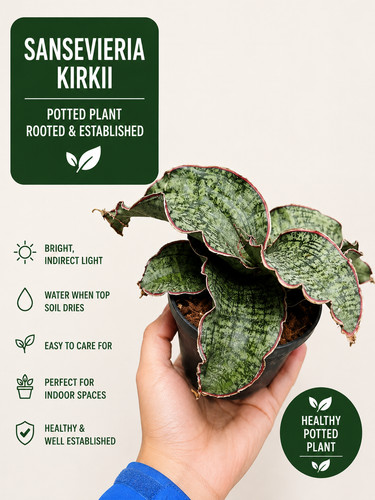 Sansevieria kirkii silver - sansevieria,