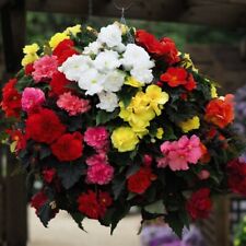 T&M Begonia Perennial