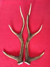 PAIR OF SIKA DEER ANTLERS
