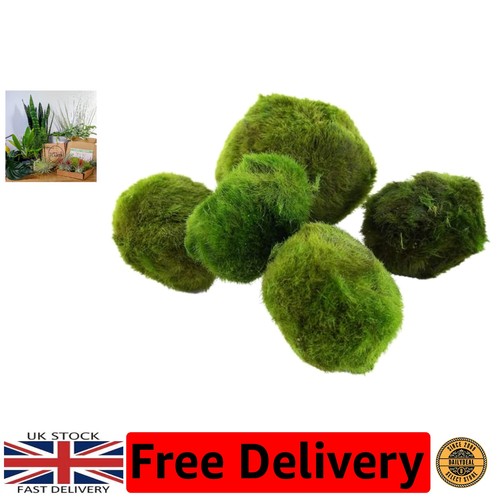 Eco friendly marimo moss balls - marimo,