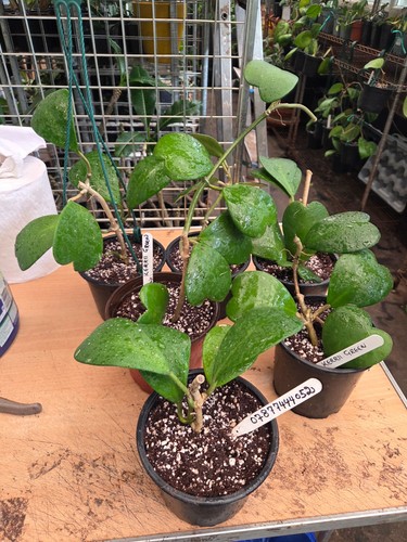 Hoya kerrii green large 4 - large, 4-6