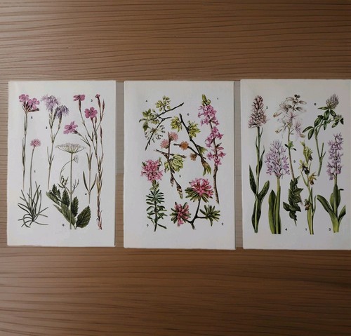 Wildflower vintage botanical - vintage,