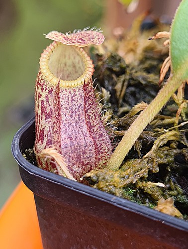 Nepenthes hamata burbidgeae - hamata, (burbidgeae
