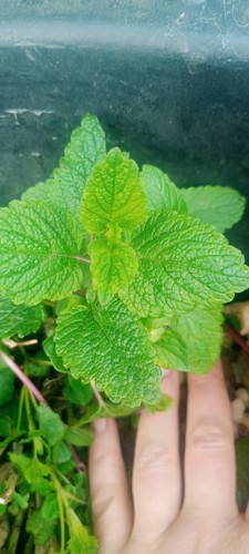 Mint plant plugs - plant,
