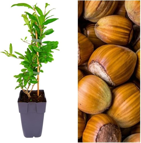 Red hazelnut tree corylus - hazelnut,