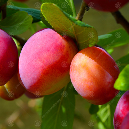 Prunus domestica victoria - 'victoria', |
