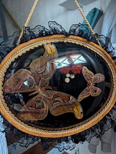 Large atlas moth taxidermy - large,