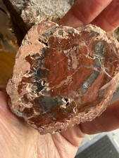 Petrified Wood Fossil Crystal