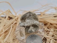 Real Permineralized Dinosaur Half Egg Embro Uv Reactive