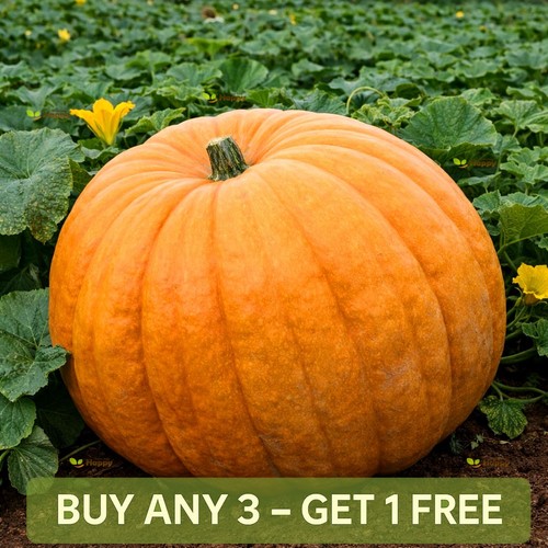 Pumpkin seeds pacific giant - |,