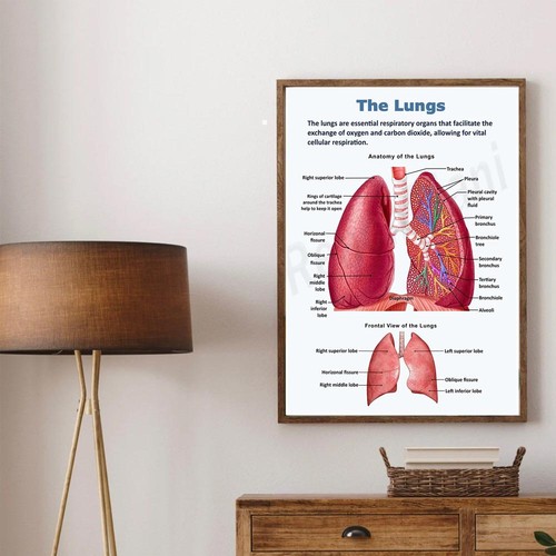 Human lungs anatomy poster - anatomy,