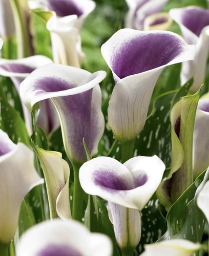 Calla picasso tuberous - calla, 'picasso'